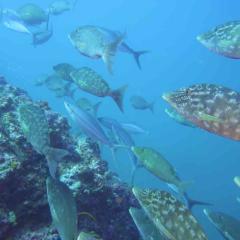 Yoram Drucker MV Koon9 Scuba Diving