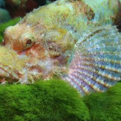 Yoram Drucker MV Koon9 2025-12-22 00:00:00